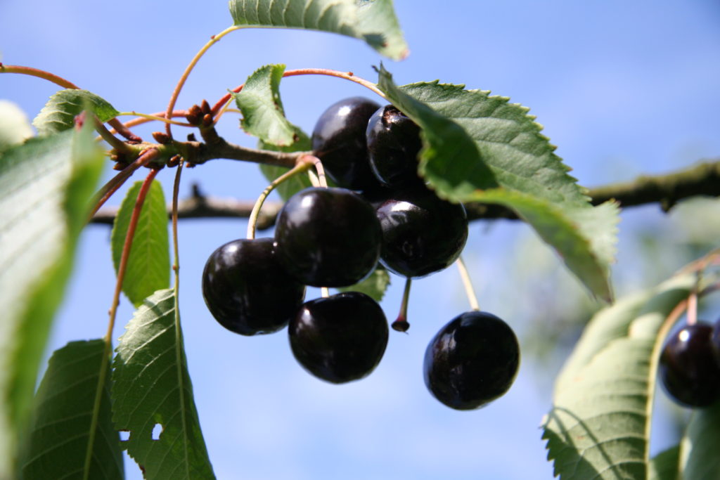 Kirschen aus eigenem Anbau. Gesund, saftig und süß.