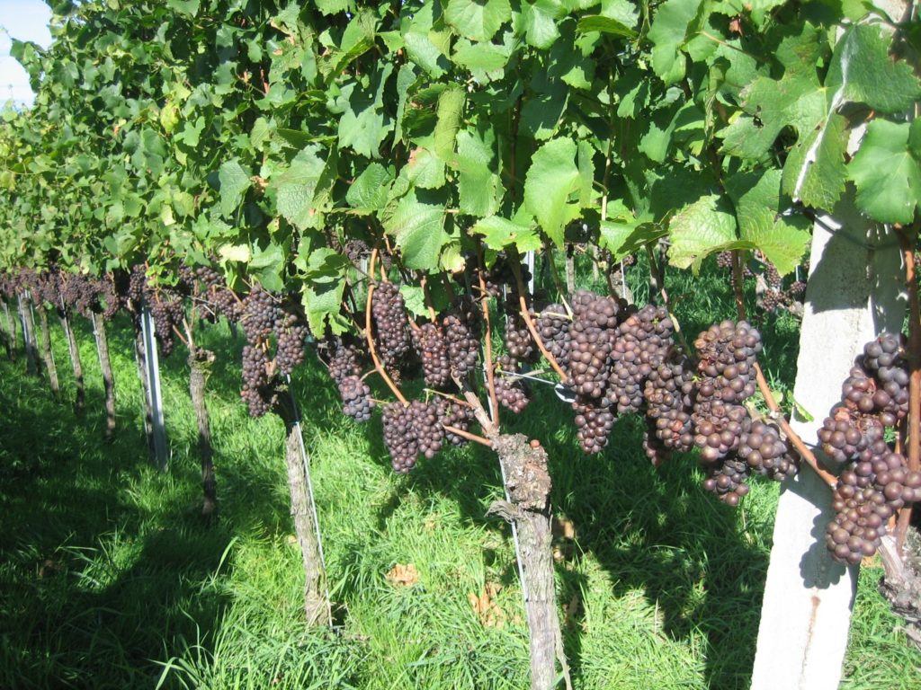 Durbacher Trauben, der Grundstock für den guten Durbacher Wein.
