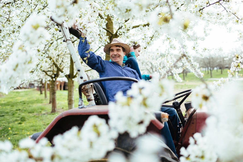 Die Kirschblüte in Durbach, Ortenau, ein Traum in weiss.